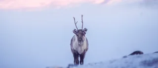 Renskötare stoppas vid gränsen