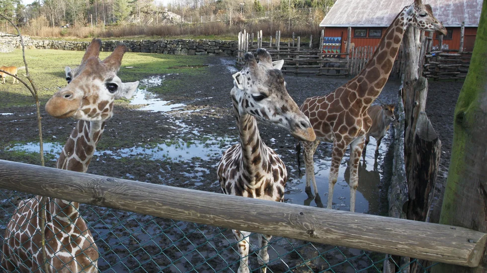 Djurparksgiraffer. Genrebild/Arkivbild.