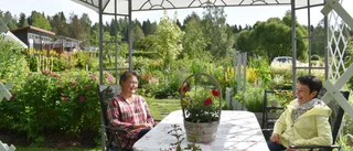 Dalkarsliden: De bor och trivs på sina kolonilotter