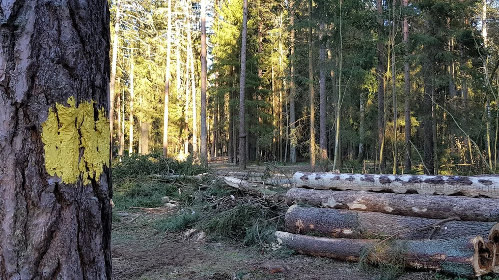 Alldeles invid 5-kilometersspåret i Rydskogen finns nu två hyggen.