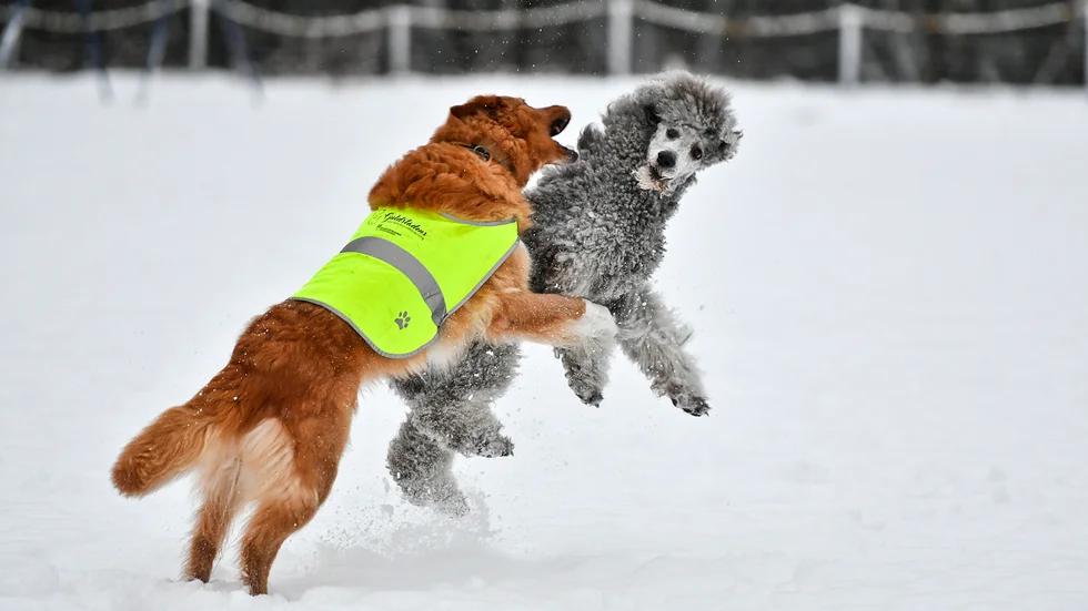 Det är viktigt att hundarna rör på sig och inte står stilla för länge om det är kallt. Om hunden drabbas av köldkramp så stannar den oftast och vägrar gå samtidigt som den lyfter en eller flera tassar i luften, enligt försäkringsbolaget Agria. Om den får kramp i flera tassar samtidigt kan den sätta sig ned eller till och med ramla omkull.