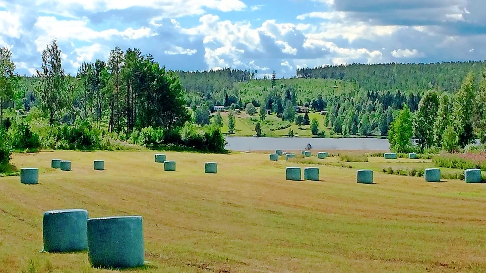 Mitt på denna lägda skulle du inte få bygglov. Möjligen vid ett skogsbryn, men då ska huset vara i närheten av grannar. Det är innebörden i Skellefteå kommuns nya vägledning. 