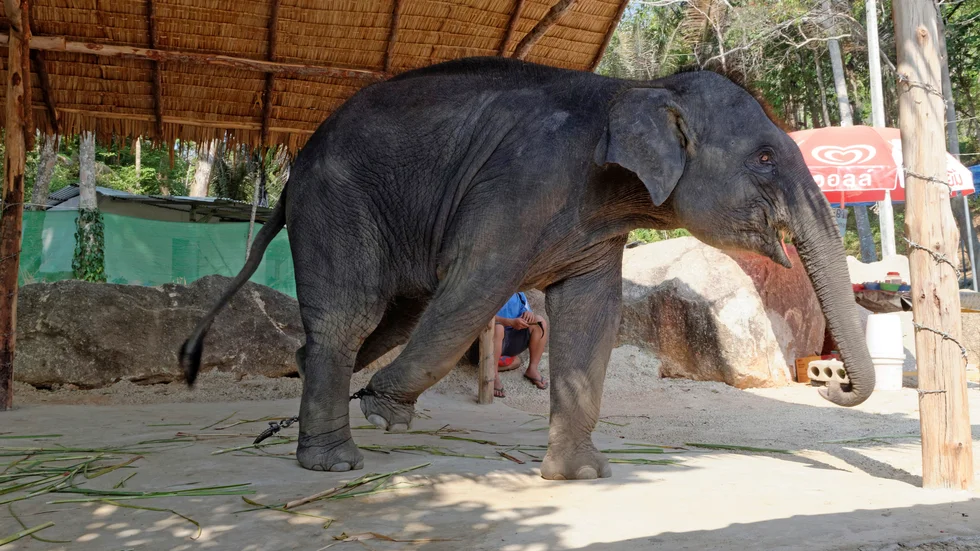 En elefant som framträder i Thailand. Många av elefanterna lever under svåra förhållanden. Arkivbild.