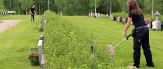 Sommarjobben kan halveras i Älvsbyn