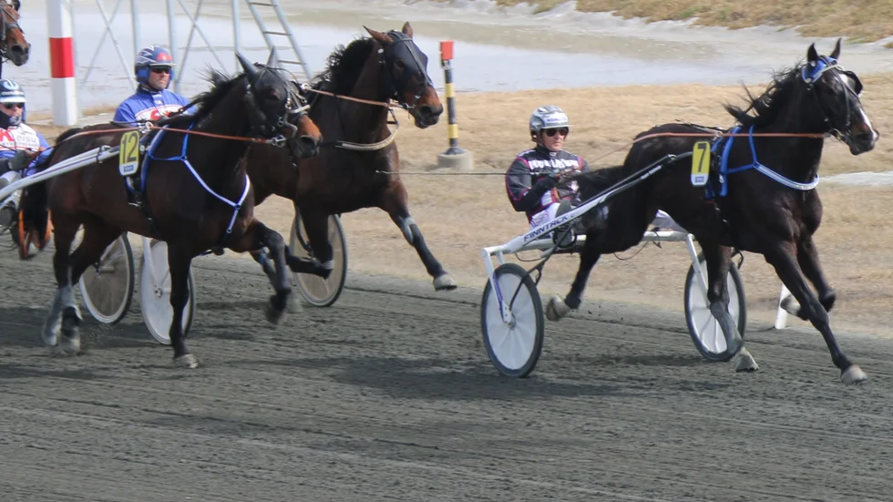 Yankee Blue (Ulf Ohlsson) lekte hem andra raka segern på Bodentravet. Nu återstiftar Mika Forss bekantskapen med hästen igen. Ekipaget blir ett av två tunga enkelstreck i omgången. 