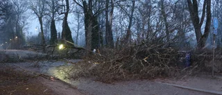 BILDEXTRA Nedfallna träd i stormen