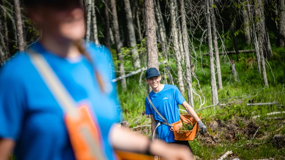 Totalt ska 28,6 miljoner trädplantor planteras i Norr- och Västerbotten denna sommar. På hela Sveaskogs markinnehav handlar det om ungefär 60 miljoner
plantor.