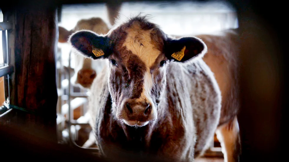 Syftet med investeringen är att föda upp tjurkalvar för köttproduktion.
