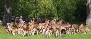 Här är det rena rama safariparken