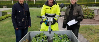 Rådjur hemsöker gravplanteringar