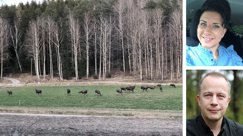 Den fjärde älgen från vänster på Jenny Lindgrens foto uppvisar ett aggressivt beteende gentemot en annan älg, berättar Göran Ericsson som är professor i viltekologi.