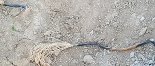 Avgrävd kabel orsakar strömavbrott på Bergnäset