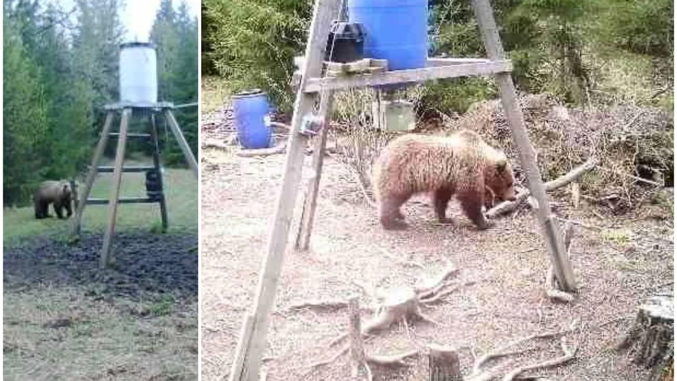 I maj fångades björnen på bild av åtelkameror i Ramstalund respektive Skogstibble. 