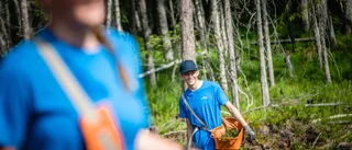 Nytt planteringslag jobbar i Älvsbyn