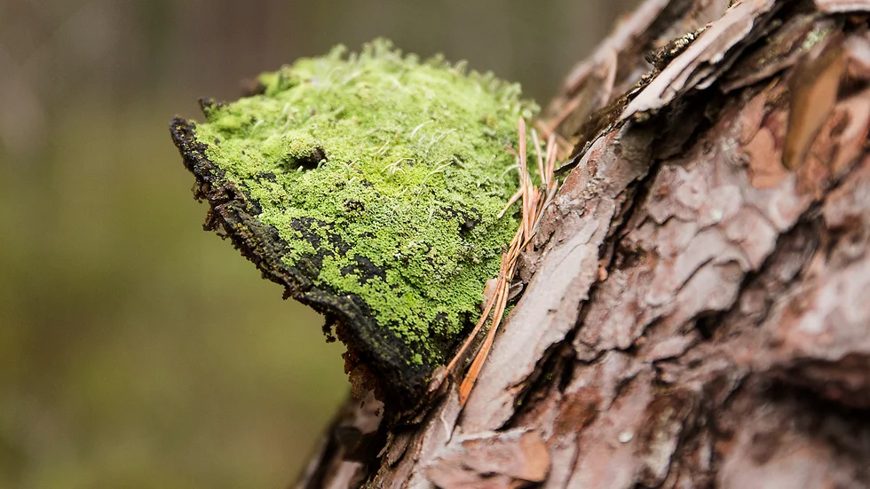 Tallticka. En art som vittnar om höga naturvärden. ”I alla föredrag som hölls betonades allvaret i situationen: Sverige mister skogar och biologisk mångfald", vittnar Petra Schnell från Klimatriksdagen. 