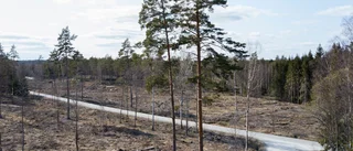 Vi avverkar hela den tillgängliga tillväxten