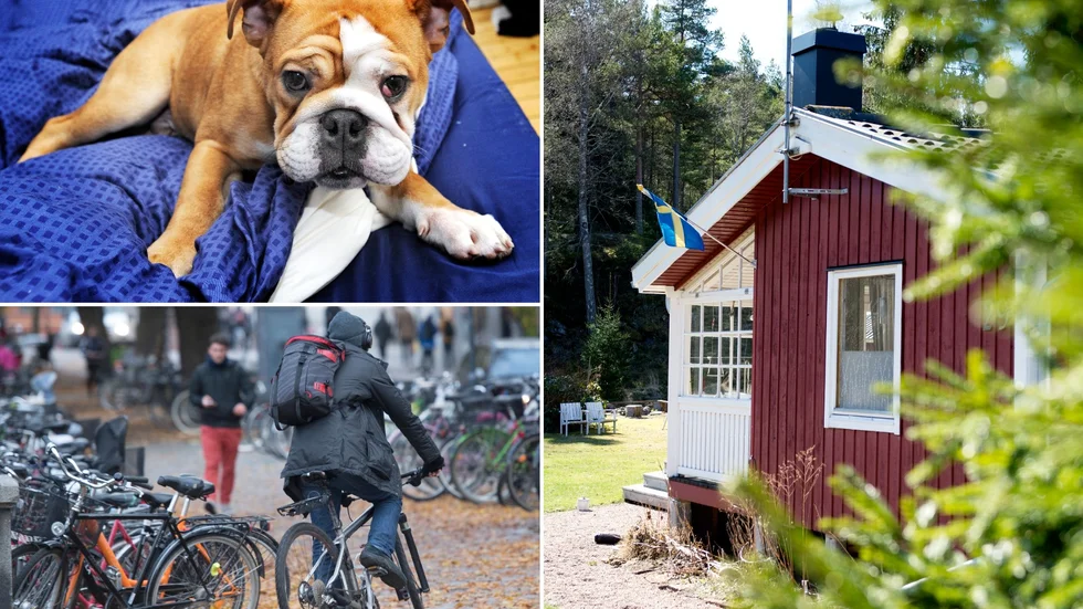 Hundar, cyklar och stugor att hyra är populära sökobjekt på köp- och säljsajten Blocket just nu.