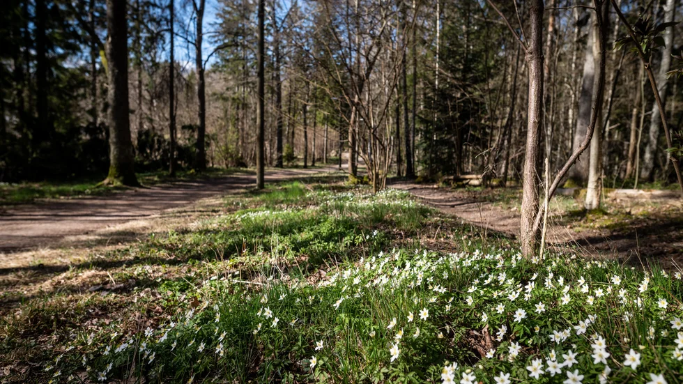 April bjöd även på en rad härliga vårtecken - här en bild från Nåntuna lund tagen i mitten av månaden.