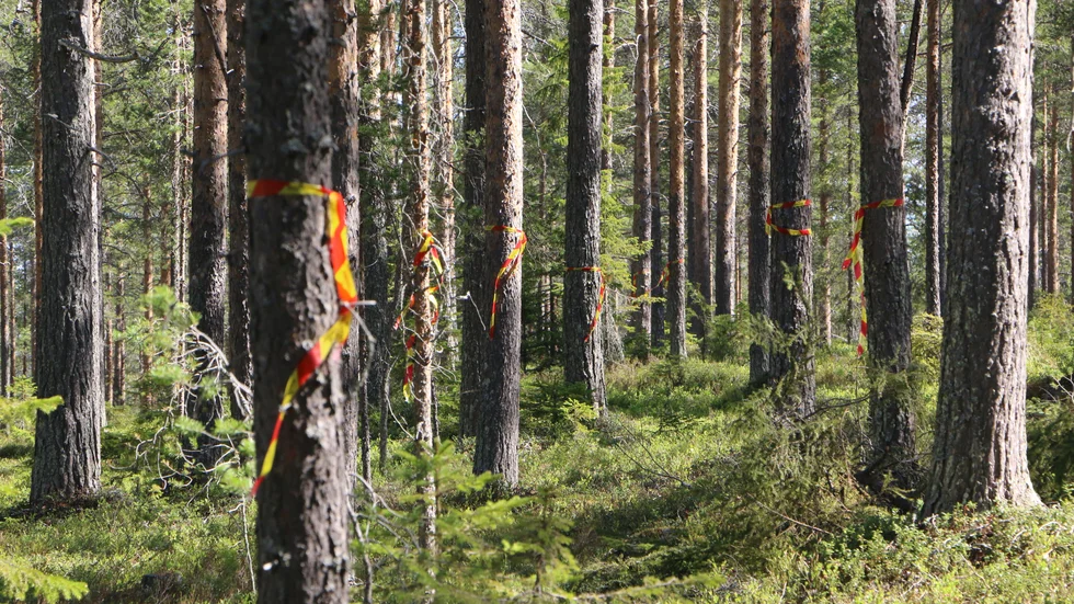 Varmt väder gör att granbarkborren frodas, och risken för angrepp på skogen ökar. 