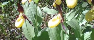 SPF Seniorerna Fårö           