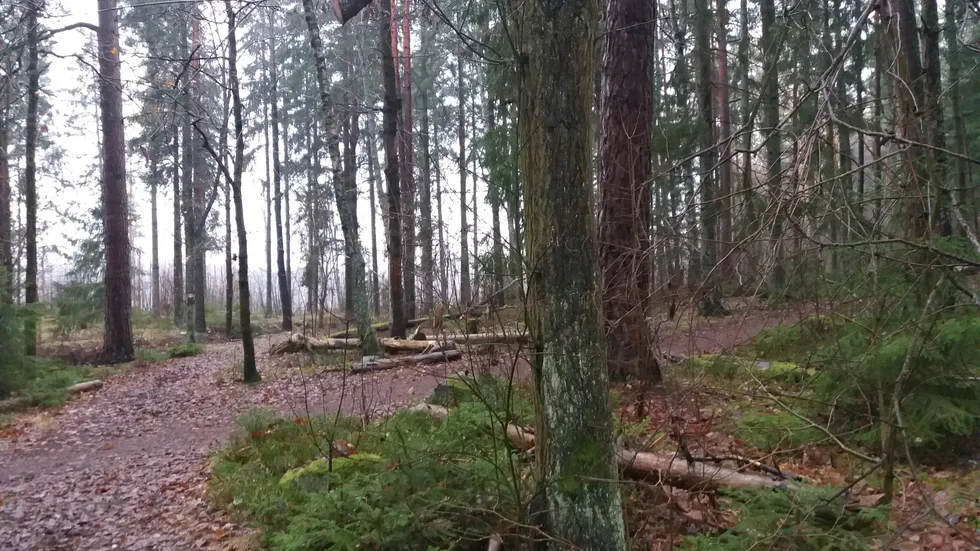 Ett exempel på illa skött skog enligt dagens debattör. 