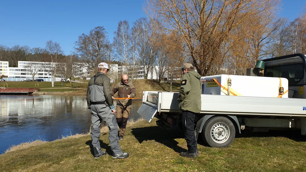 På ett lastbilsflak kommer två tankar med öringar som ska ut i Svartån – och fiskas upp igen på fredag.