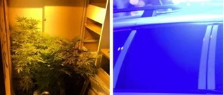 Odlade cannabis hemma – ville få mer syre