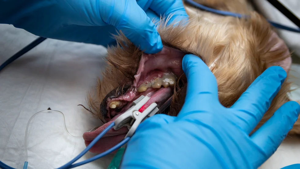 PT har gjort en prisjämförelse hos fem veterinärkliniker i närområdet på några vanliga orsaker till veterinärbesök. Prisskillnaderna är extrema för exempelvis tandstensborttagning på hund. (Arkivbild)