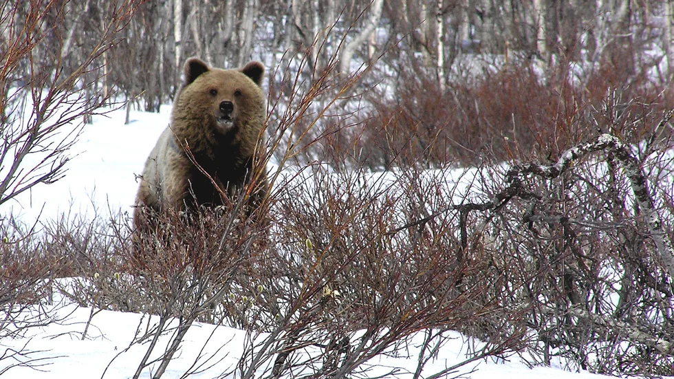 Hittills har 51 björnar avlivats under skyddsjakt i Norrbotten.