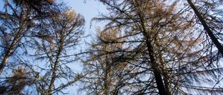 Tredjedel av länets skog kan angripas av fruktad insekt