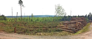 Insändare: Kalhyggen – inte lösningen på klimatfrågan