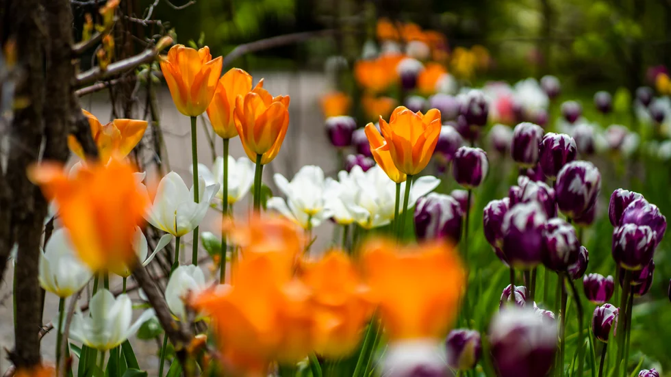 Tusen blommor finns möjlighet att se på söndag i arrangemanget Tusen trädgårdar.