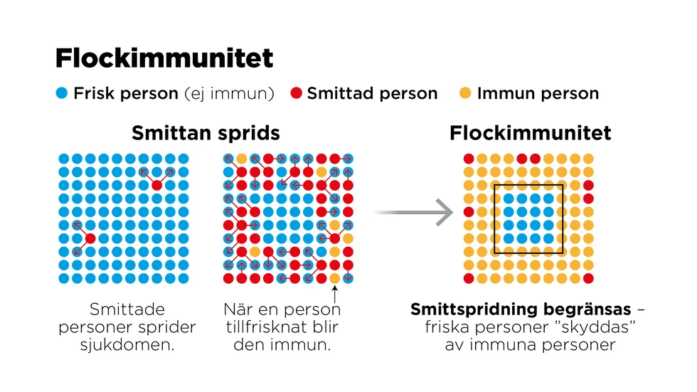 En redogörelse för hur flockimmunitet uppstår.