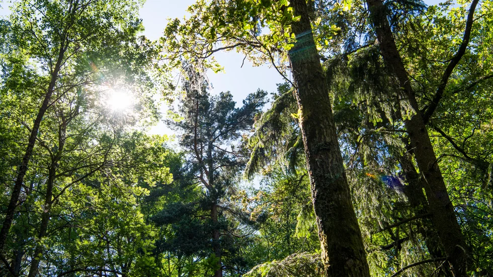 Den viktigaste frågan är: Behövs det mer skyddad skog? Vårt svar är nej, skriver Anna af Sillén (M) oppositionsråd Nyköping.

