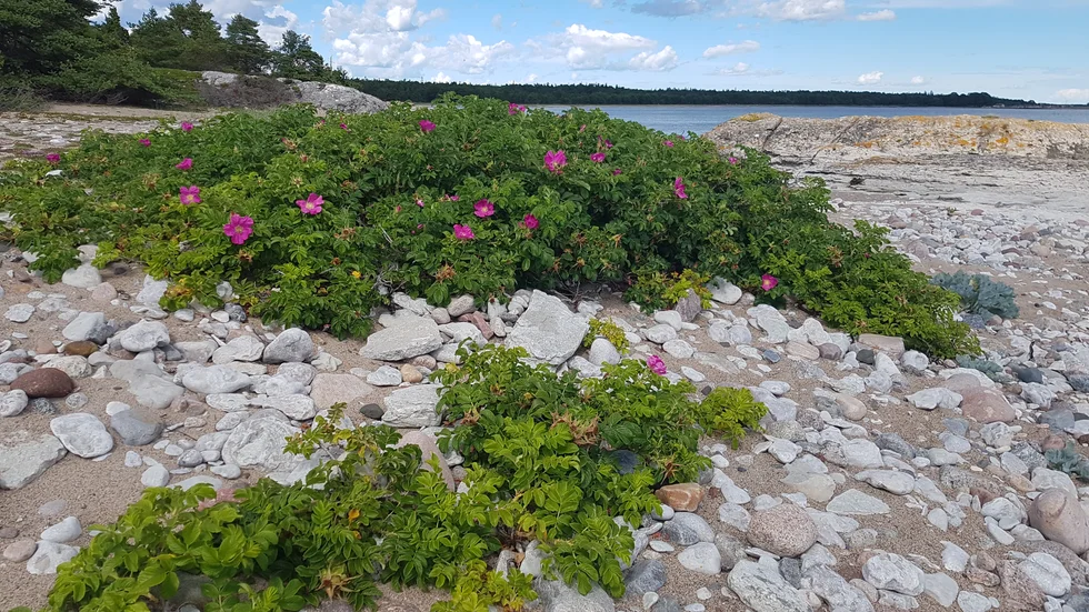 Vresros är en populär trädgårdsväxt, men sprider sig lätt och är en invasiv art i den gotländska naturen.