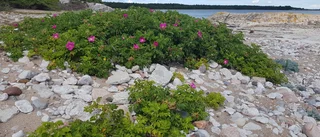 Efterlyser markägare med vresrosproblem