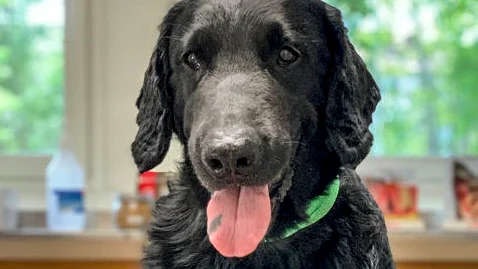 Så här ser han ut – Lucas, årets blodgivarhund 2020.