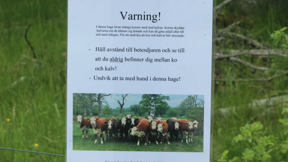 Dessa skyltar sattes upp runt om i Tinnerö Eklandskap i maj, efter att det två gånger hänt att besökare blivit stångade av en ko. 