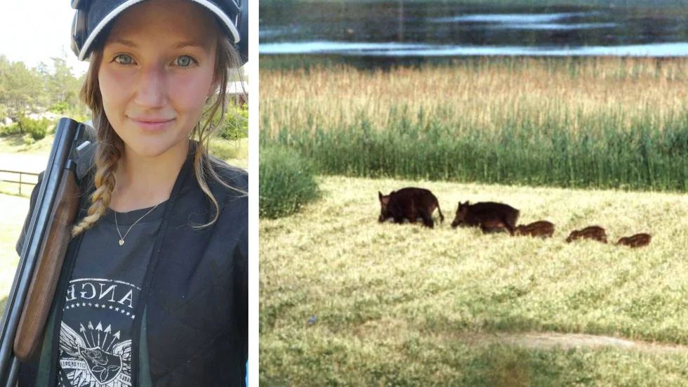 För att skydda lantbrukarnas grödor arrangerar Jägareförbundet Södermanland en skyddsjakt en natt i juni. Jaktvårdskonsulenten Matilda Söderqvist håller i arrangemanget.