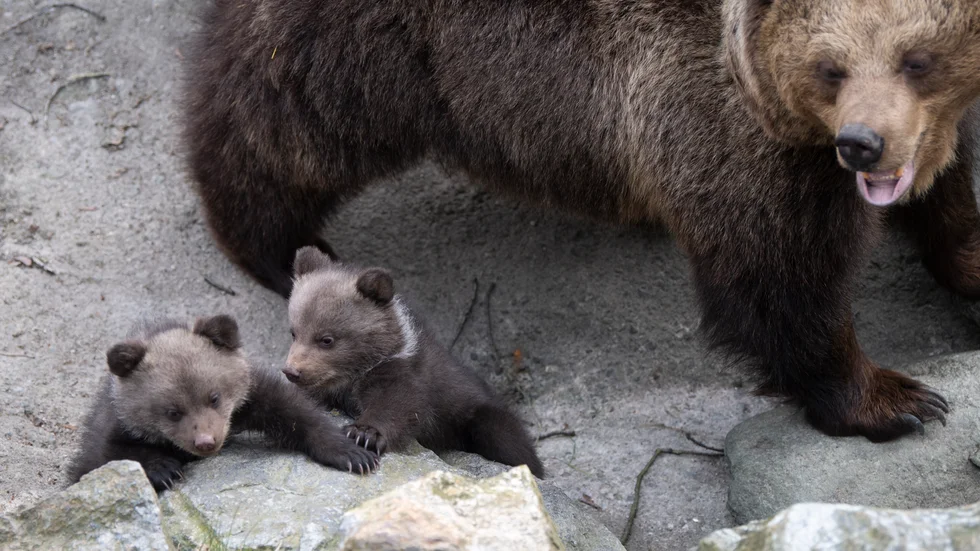 Fem stycken björnungar på Skansen har börjat komma ut ur sitt bo i björnhägnet för att upptäcka världen. Det var i början av januari som björnmamman Lill Babs fick en kull med hela fem ungar som nu kan ses av besökarna.
