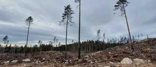 Ett år senare: Så minns de skogsbranden i Tjällmo