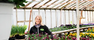 Rykande åtgång på tomatplantor – trädgårdsmästaren: "Blev en explosion"
