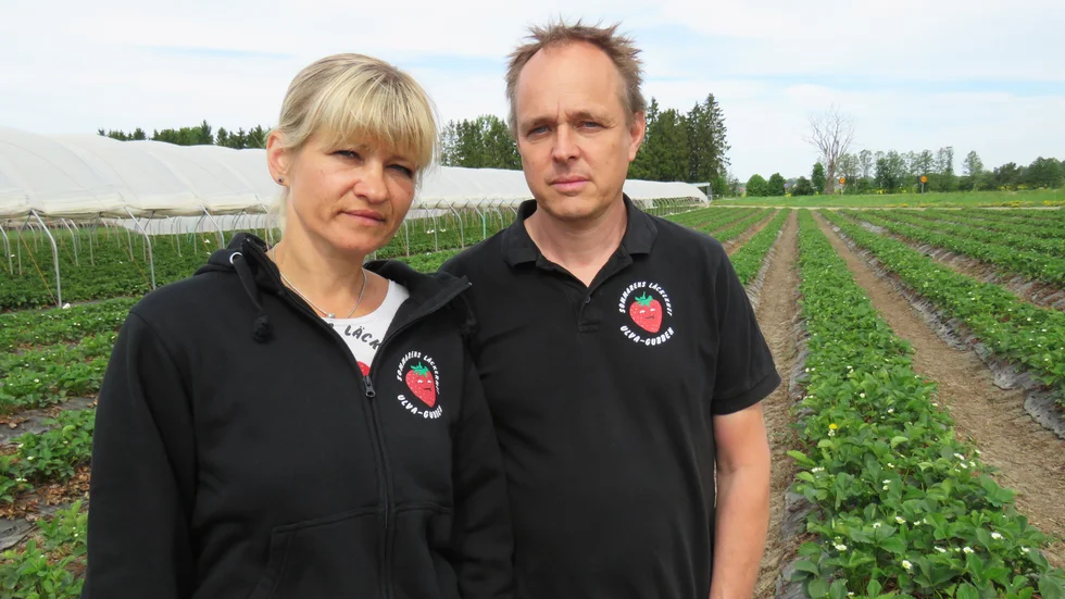 Ulvagubbens Fredrik Hörenius och Lina Hörenius är oroade över om de kommer att ha personal när jordgubbssäsongen drar i gång på allvar.
