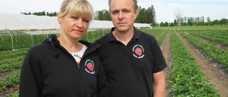 Ulvagubbens verksamhet i fara 