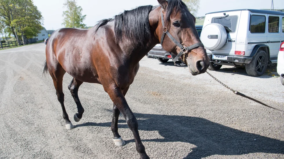 Hästen Propulsion är klar för Elitloppet för femte gången. Arkivbild.