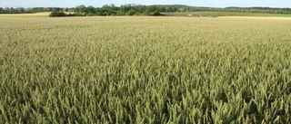Gotland bland de bästa på KRAV-odling