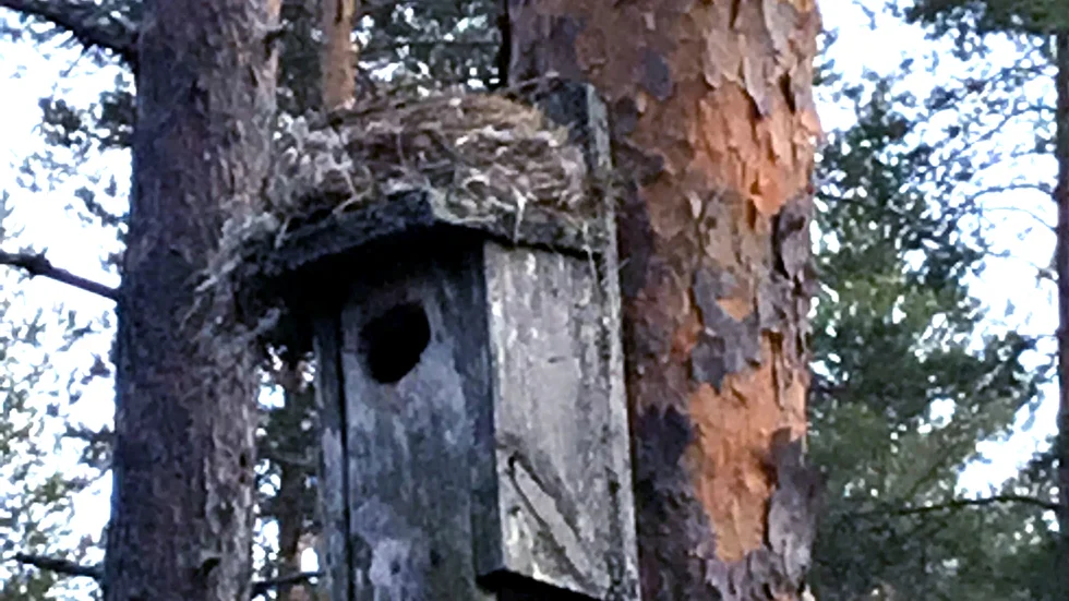 Bostadsbrist i fågelvärlden?