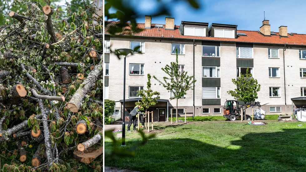 Det stora körsbärsträdet fälldes av misstag. Nu har gården fått flera nya träd som plåster på såren. 