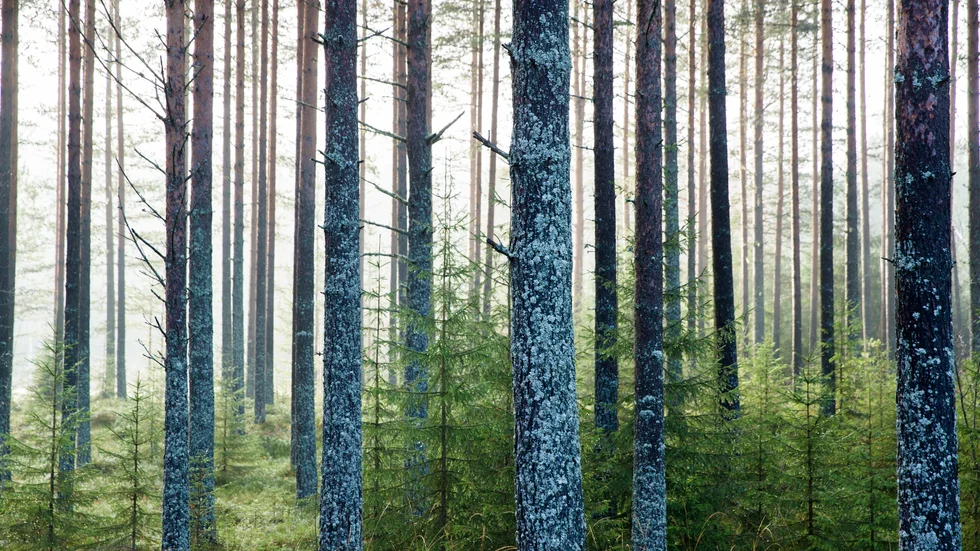 Insändarskribenten ställer frågan."Ska vi förstöra värdefull sörmländsk natur och sörmländskt landskap för att lösa energifrågorna på kontinenten?"
