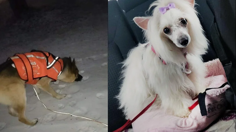 Schäfern Bamse sökte över stora delar av Luleå. "Creamie har verkligen varit ute på sightseeing", säger Helena Wikström.